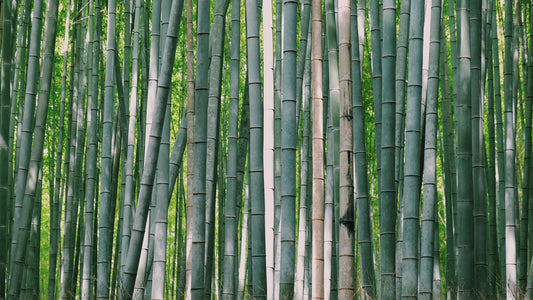 Let’s Talk About Eco-Friendly Bamboo: The Superior Material