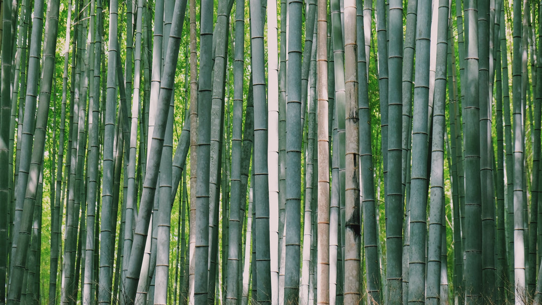 Let’s Talk About Eco-Friendly Bamboo: The Superior Material